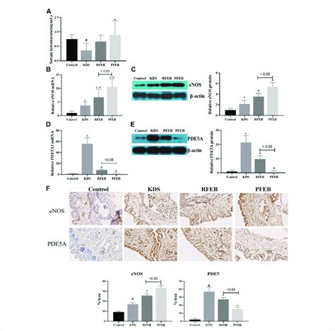 Effect Of Rfeb And Pfeb Affect The Expression Of Sex Hormones Enos And Download Scientific