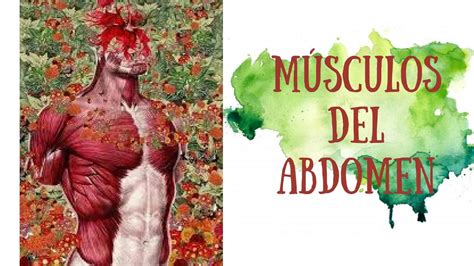 Músculos Del Abdomen Carolayn Arabia Amador Machuca Udocz