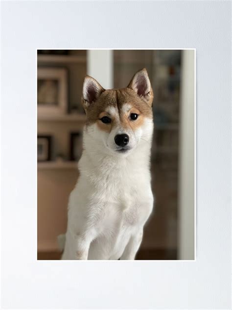 Shiba Inu Poster For Sale By 210 Laurag Redbubble