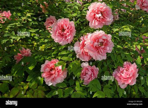 Japanische Baum Pfingstrose Paeonia Suffruticosa Jeanne D Arc