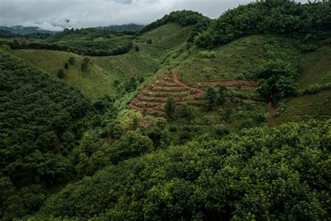 What Is Afforestation One Tree Planted
