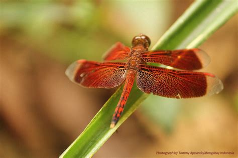 Capung Merah (Sebuah Fiksi)