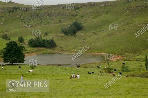 Afripics A Scenic Landscape With Cattle Dotted Around A Dam And