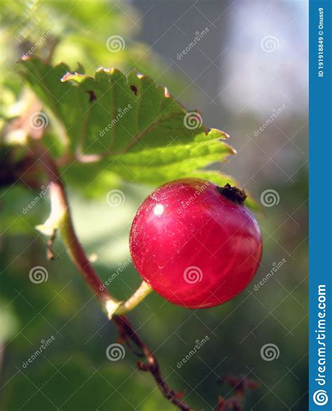 Macro Bright Red Current Fruit On A Branch With Leaves Stock Image