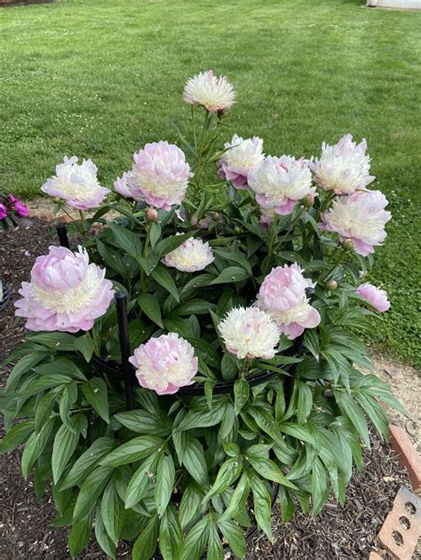 Peony Growth Stages In Detail Balcony Garden Web