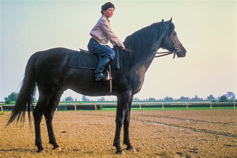 Der Schwarze Hengst Der Schwarze Hengst Kehrt Zurück Capelight Pictures