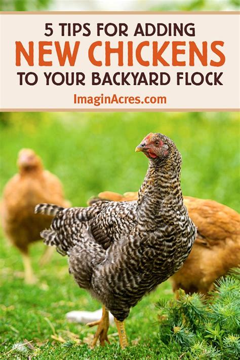 Tips For Introducing New Chickens To The Flock Imaginacres