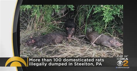 Domesticated rats dumped in Steelton - CBS Pittsburgh