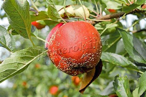 Яблоки Фуджи: описание сорта, отзывы, фото, калорийность