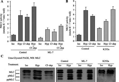 Differential Effect Of Ml And K A On Nkcc Activation And Myosin