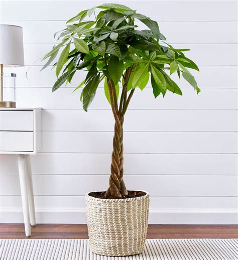 Office Plants: Best Office Plants for Office Desks & Work from Home | 1800Flowers