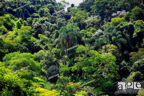 Brazilian Rainforest, Brazil, South America, Stock Photo, Picture And ...