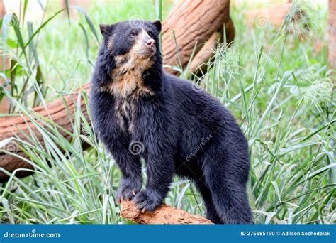 Spectacled Bear Tremarctos Ornatus In Selective Focus And Depth Blur