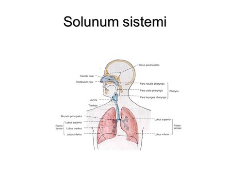 Solunum Sistemi Anatomisi Ppt Indir