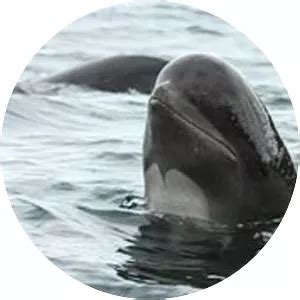 Long-finned pilot whale - Animal - Whois - xwhos.com