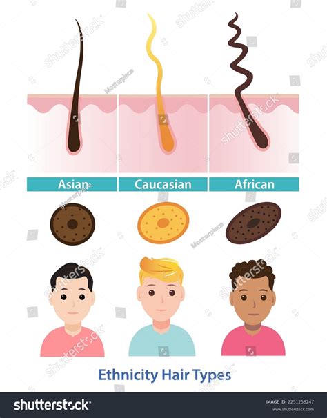 Ethnicity Hair Types Vector Illustration Isolated Stock Vector Royalty