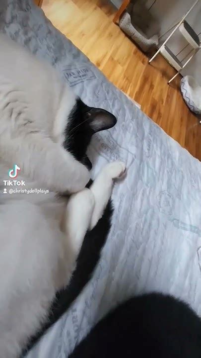 Nap Time With Mom Catsoftiktok Catsofyoutube Cats Foryou Fypシ Fyp Foryoupage Youtube