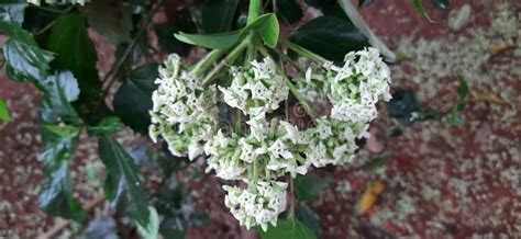 It is a Alstonia Scholaris Flower. Stock Image - Image of leaves, aroma ...