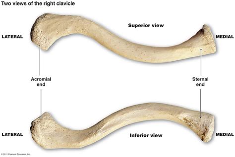 Clavicle Lab Test 2 Diagram | Quizlet