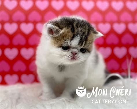 Gallery Of Tabby Exotic Shorthair Kittens And Longhair Kittens