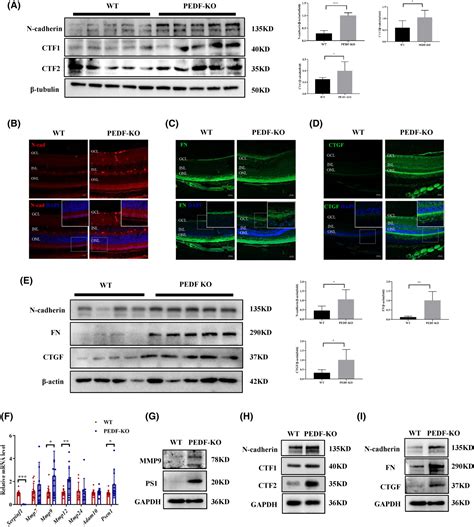 Ncadherin Cleavage A Critical Function That Induces Diabetic