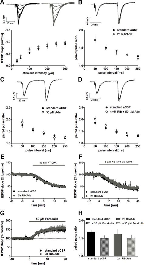 Basal Synaptic Transmission Adenosine A 1 Receptor Activation And Download Scientific Diagram