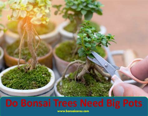 Do Bonsai Trees Need Big Pots Bonsai Care