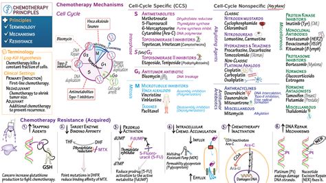 Pharmacology Chemotherapy Principles Draw It To Know It