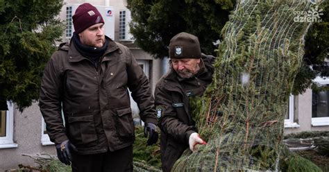 Choinka dla życia oddaj krew otrzymaj choinkę zdjęcia