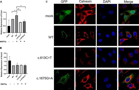 Frontiers Heterozygous Recurrent Mutations Inducing Dysfunction Of