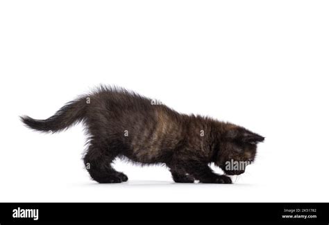 Very Tiny Curious Little Tortie British Shorthair Cat Kitten Walking