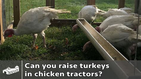 Can You Raise Turkeys In Chicken Tractors Ama S1e1 Youtube