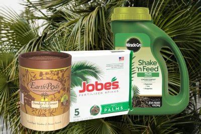 9 Best Palm Tree And Fern Fertilizers When To Fertilize Palms