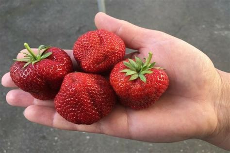 Клубника Фестивальная: отзывы, лучшие советы по посадке, фото