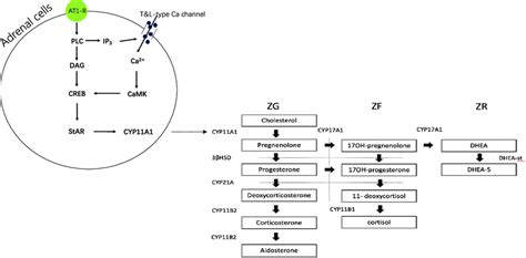 The Pathway Of Aldosterone Biosynthesis Angiotensin Ii Ang Ii Binds Download Scientific