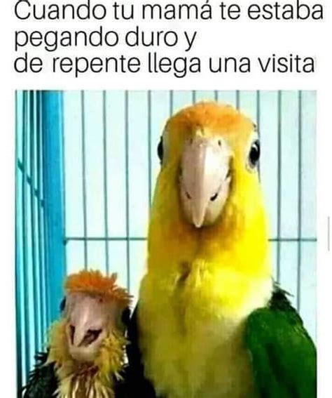 Cuando tu mamá te estaba pegando duro y de repente llega una visita Memeo