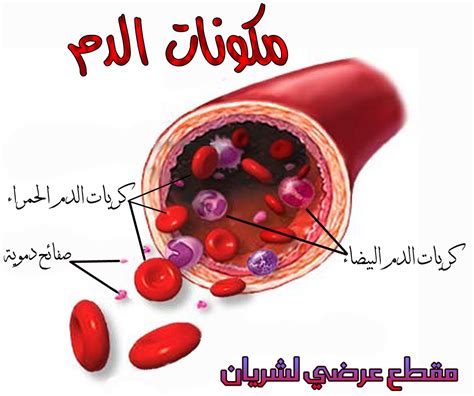 الانيميا Anemia فقر الدم مجتمع رجيم