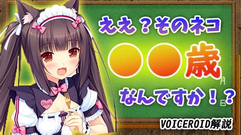 「ネコぱら Vol1 ソレイユ開店しました！」感想andレビュー動画【neko Works】｜放課後萌えゲー解説部