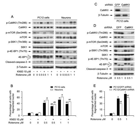 Crosstalk Between Ca 2 Signaling And Mitochondrial H 2 O 2 Is Required