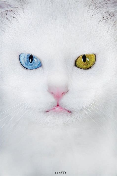 1000+ images about Cats-Blue and Amber Eyes... on Pinterest | Different ...