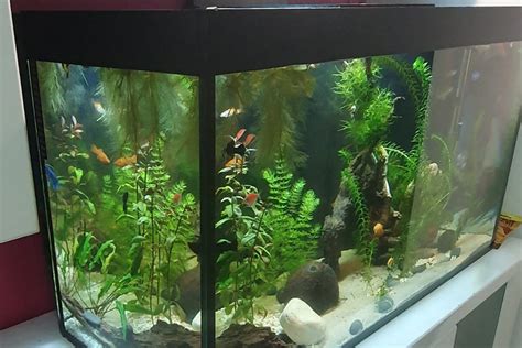 Simple Fish Tank Setup - Guide for 2024