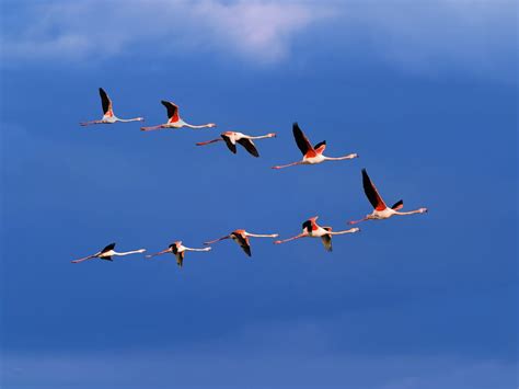 Flamingo Bird Flying