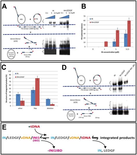 A In Vitro Integration Profiles Of Hiv In And Hiv In Ledgf