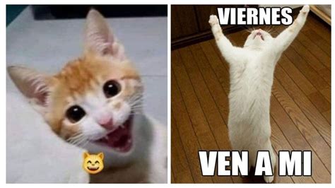 6 MEMES De Gatitos Felices Para Compartir Porque Ya Es Viernes Petlife