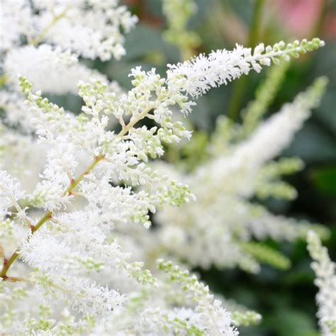 Astilbe Scottsdale Farms