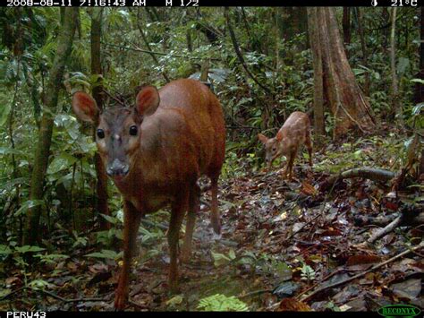 Red Brocket Deer Like The Previous One This Photo Of A Re Flickr