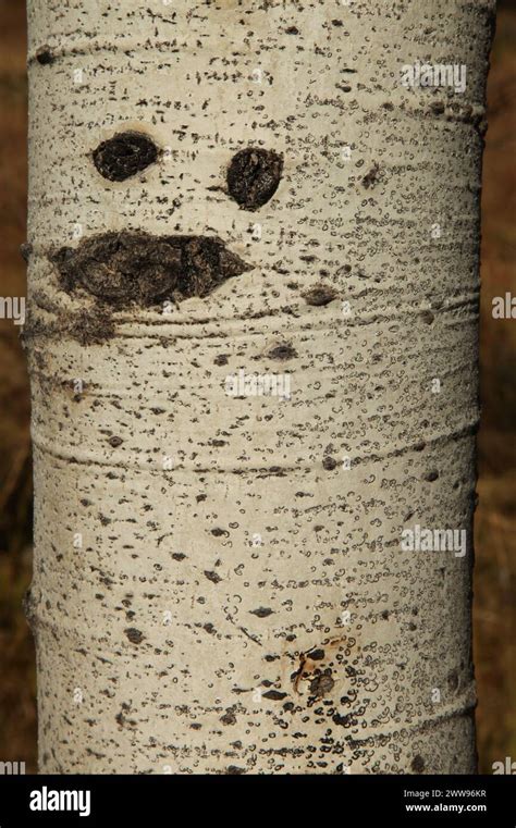 Closeup Of Quaking Aspen Populus Tremuloides Tree Trunk Texture In