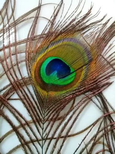 Plumas Pavo Real Naturales Ojo Entero 6 Unidades MercadoLibre