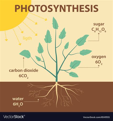 Drawing Photosynthesis Diagram - magicheft