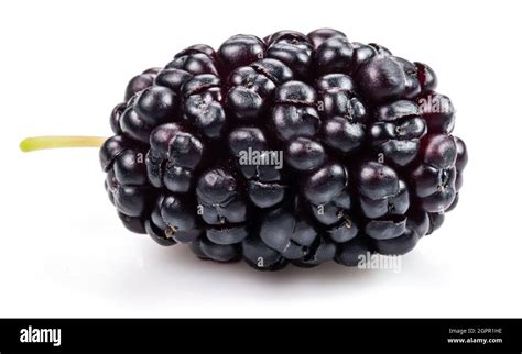 Black mulberry fruit hi-res stock photography and images - Alamy